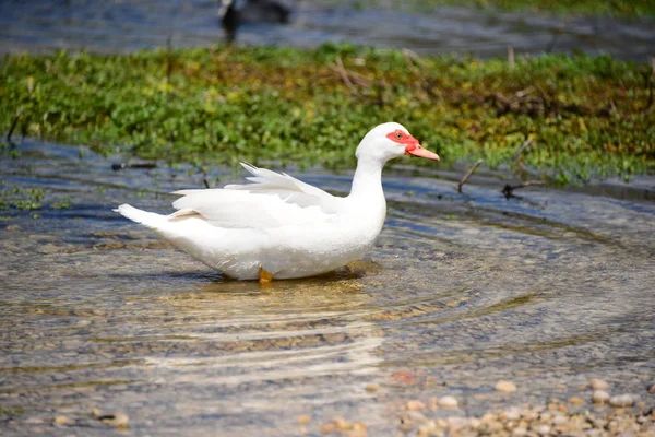 Ganso Branco Lago — Fotografia de Stock