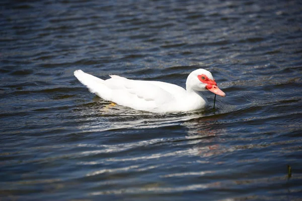 湖上的白鹅 — 图库照片