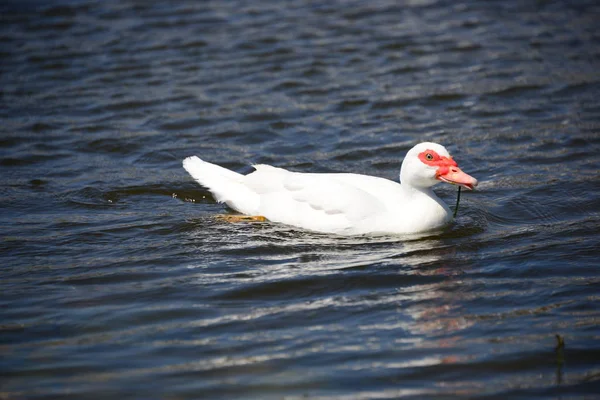 Ganso Branco Lago — Fotografia de Stock