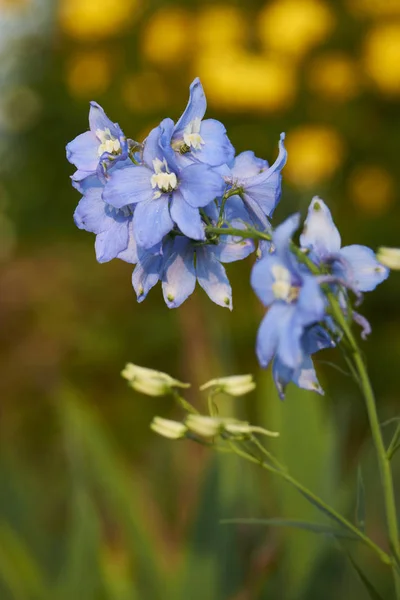 Närbild Vackra Sommarblommor — Stockfoto