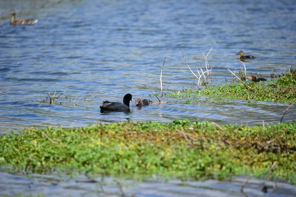 Patos Lago — Foto de Stock