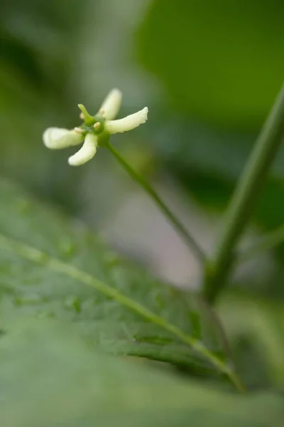 Close Van Een Jonge Plant Tuin — Stockfoto