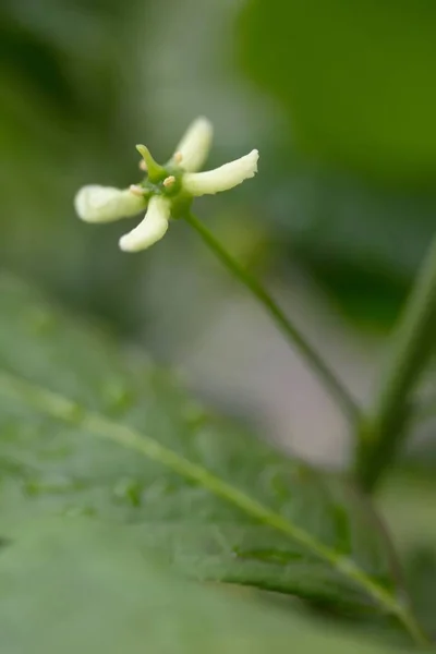 Close Van Een Groene Plant Tuin — Stockfoto