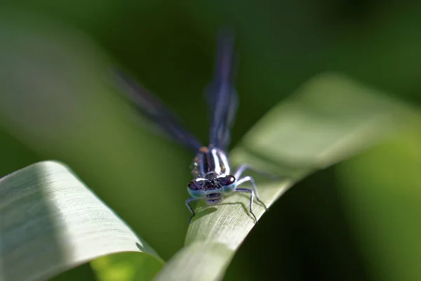 Inseto Libélula Natureza Entomologia — Fotografia de Stock