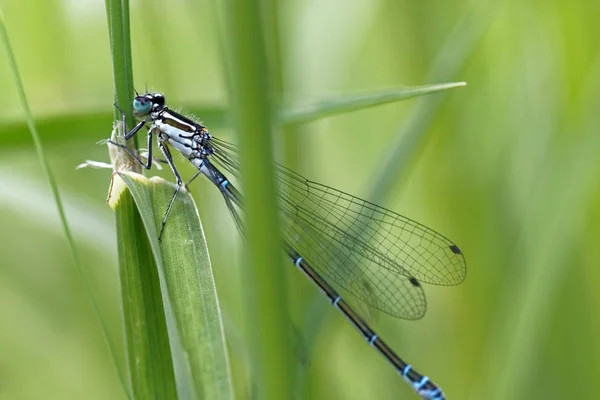 Vážný Hmyz Příroda Entomologie — Stock fotografie