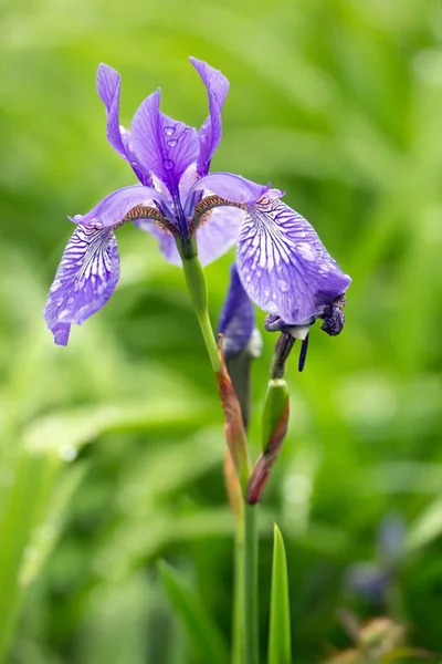 Verschillende Gekleurde Iris Iris Versicolor — Stockfoto