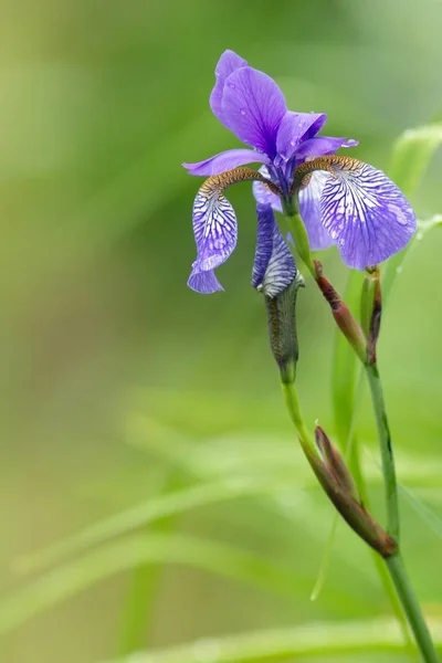 Különböző Színű Írisz Írisz Versicolor — Stock Fotó