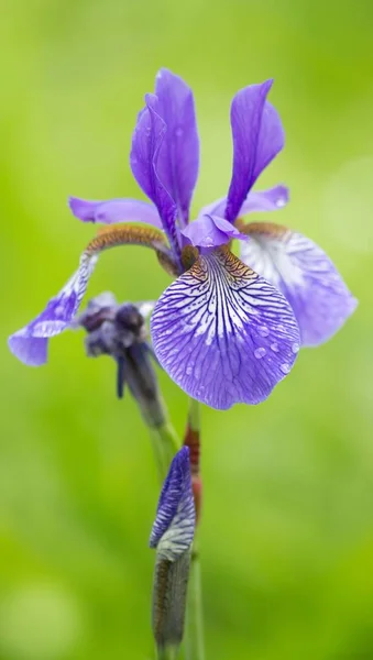 Iris Iris Versicolor Colore Diverso — Foto Stock