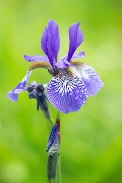 Iris Iris Versicolor Couleur Différente — Photo