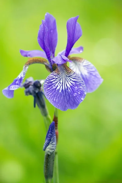 Verschillende Gekleurde Iris Iris Versicolor — Stockfoto