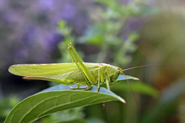 Büyük Yeşil Çalılık Kriket Tettigonia Viridissima Bahçemde — Stok fotoğraf