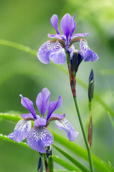 Vari Colori Pesce Spada Iris Versicolor — Foto Stock