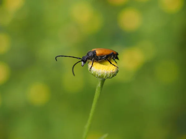Bug Stictoleptura Rubra Inseto Flora — Fotografia de Stock