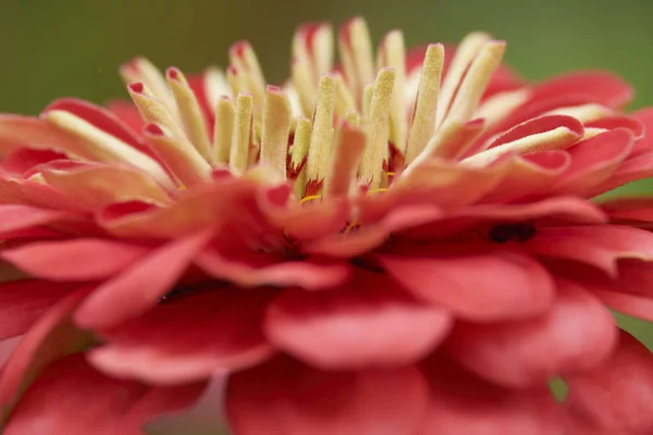 Close Beautiful Summer Flowers — Stock Photo, Image