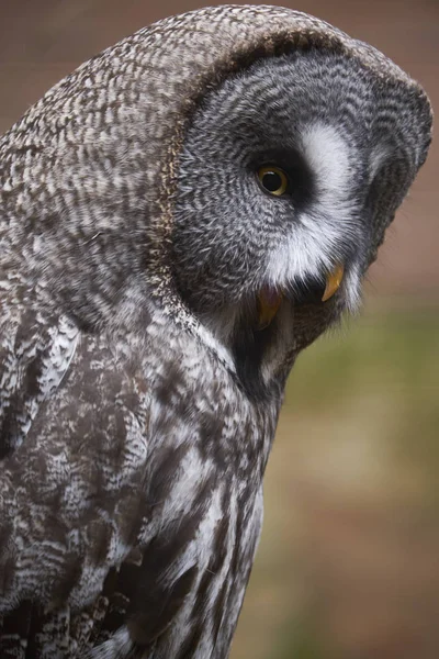 Petite Chouette Nébuleuse Strix — Photo