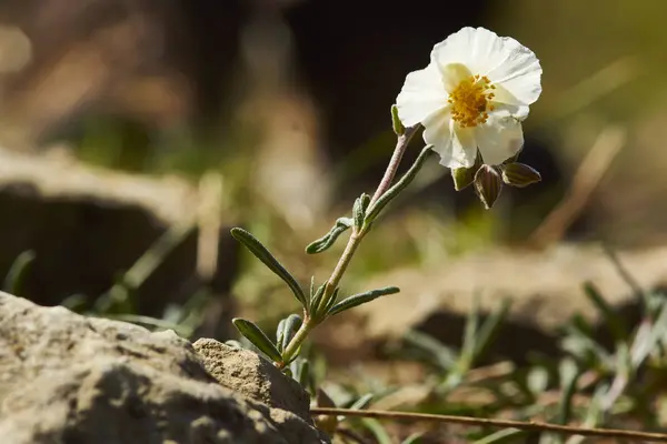 Ανθισμένα Λευκά Λουλούδια Στον Κήπο — Φωτογραφία Αρχείου