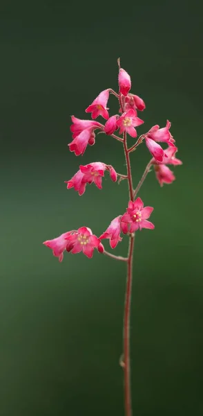 Schöne Sommerwiese Blumen Flora Und Laub — Stockfoto