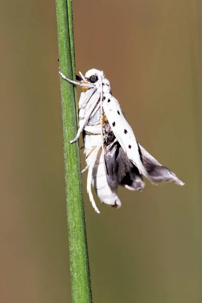 Close Bug — Fotografia de Stock