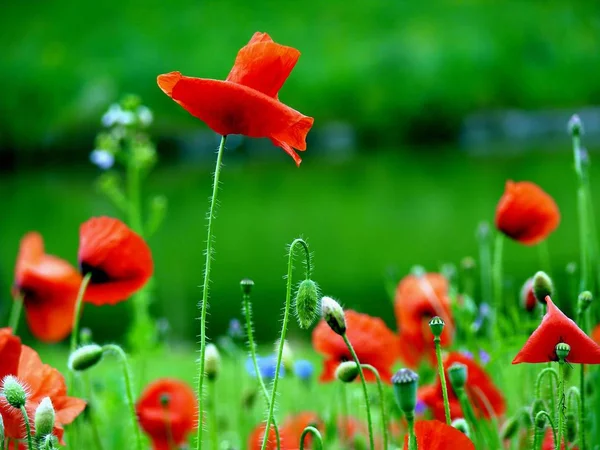 Hermosas Flores Amapolas Fondo — Foto de Stock