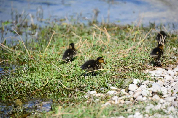 Lago Mallard Espanha — Fotografia de Stock