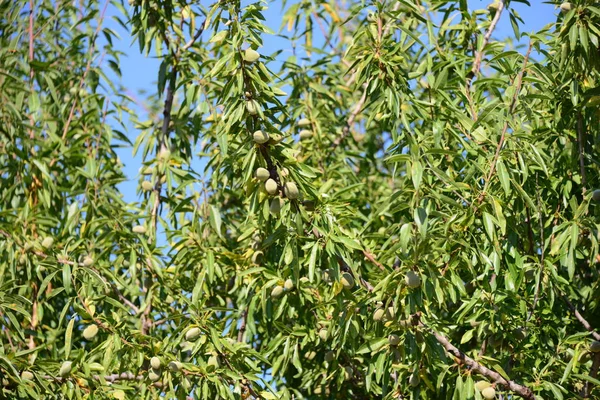 Drzewo Migdałowe Hiszpanii — Zdjęcie stockowe