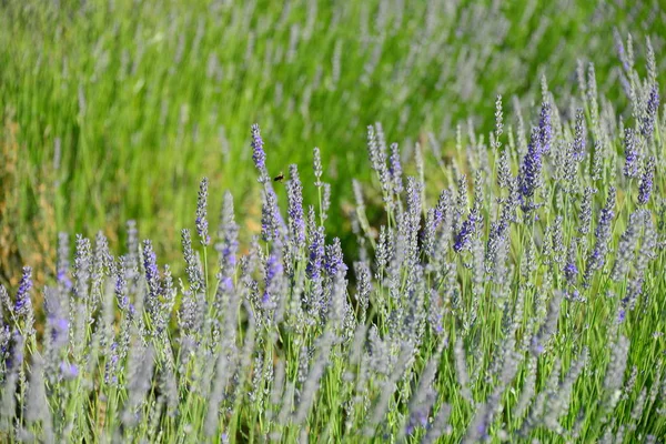 Paarse Lavendelbloemen Paarse Bloemen — Stockfoto