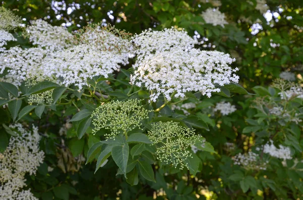 White Flowers Tree Garden — Stock Photo, Image