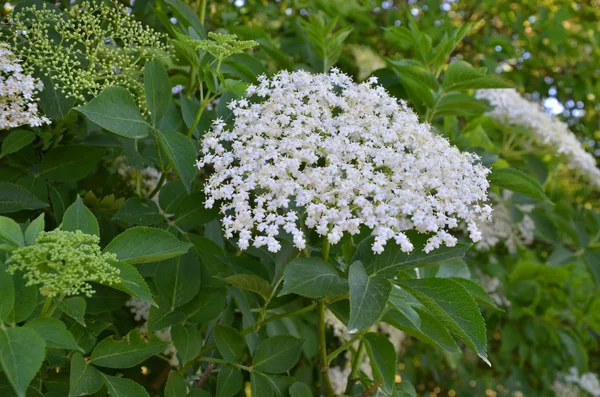 Çiçek Açan Bir Ağacın Beyaz Çiçekleri — Stok fotoğraf