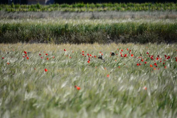 西班牙草甸上的罂粟 — 图库照片
