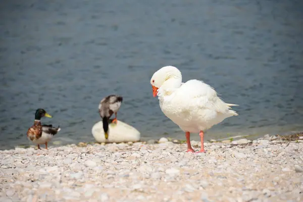 Groep Eenden Het Strand — Stockfoto