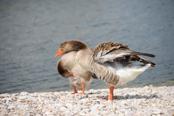 Geese Goose Lake Spain — 스톡 사진