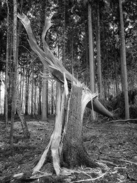 Schöne Aussicht Auf Die Natur — Stockfoto