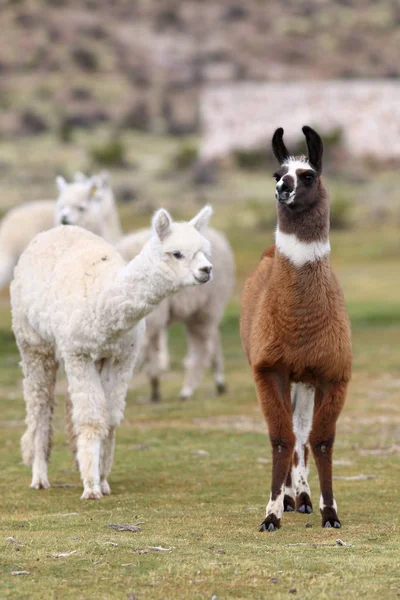 Alpacas Nära Turco Bolivia — Stockfoto