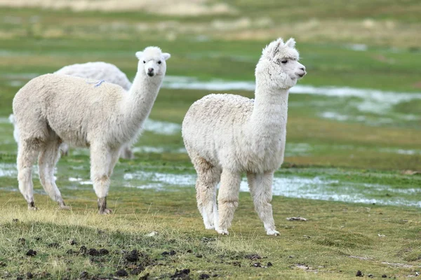 Alpacas Turco Bolivia — стокове фото