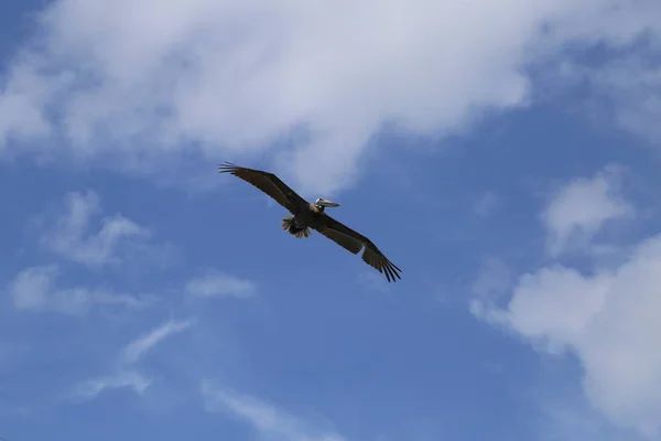 Scenic View Beautiful Pelican Nature — Stock Photo, Image