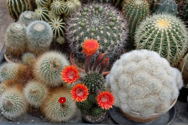 Echinopsis Vörös Virágokkal Különböző Kaktuszok Közepén — Stock Fotó