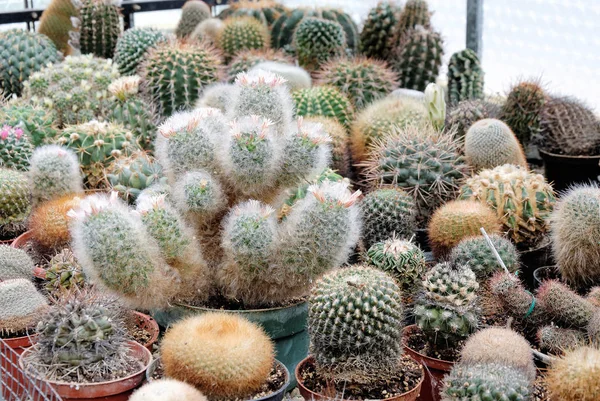 Cactus Plant Tropical Flora — Stock Photo, Image