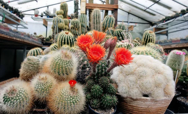 Pianta Esotica Cactus Tropicale — Foto Stock