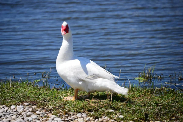 Gölde Beyaz Kaz — Stok fotoğraf