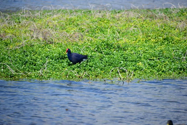 Stockenten Lago España — Foto de Stock