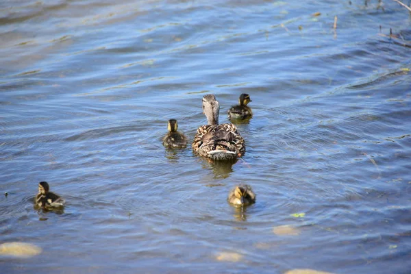 Stockenten Lago España —  Fotos de Stock