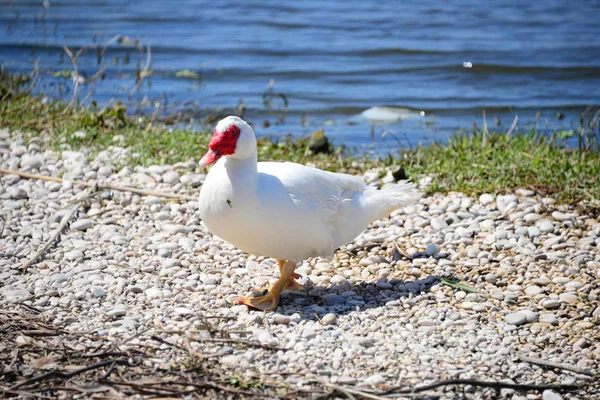 Goose Goose Lake Spanyolország — Stock Fotó