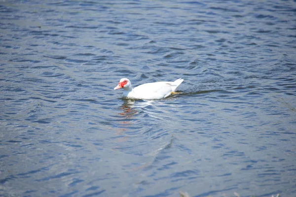 Gansos Ganso Lago España — Foto de Stock