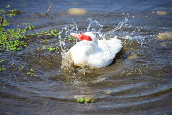 Pato Branco Nadando Água — Fotografia de Stock