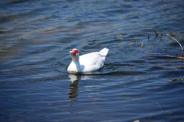 Gansos Ganso Lago Espanha — Fotografia de Stock