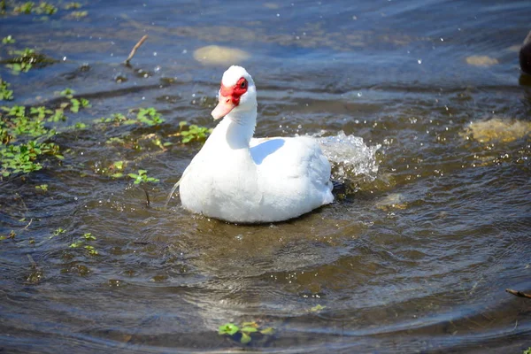 Pato Branco Lagoa Natureza — Fotografia de Stock