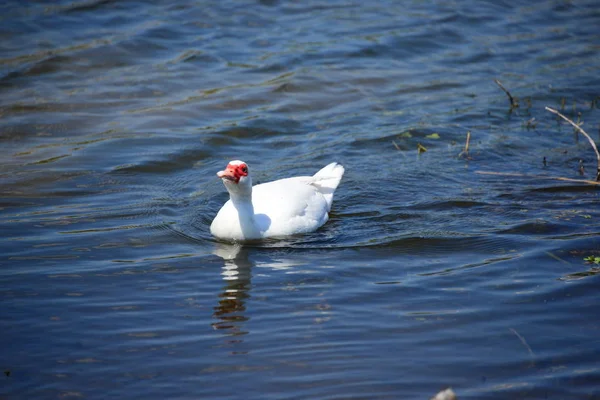 Geese Goose Lake Spain — 스톡 사진