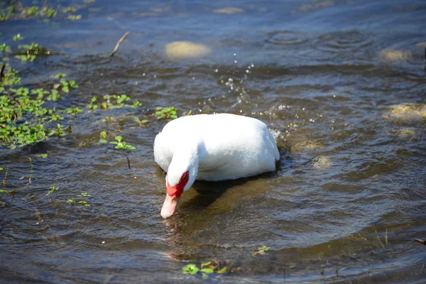 Ganso Branco Lago — Fotografia de Stock