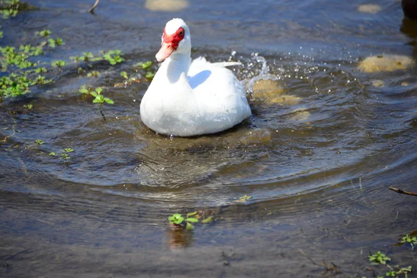 Ganso Branco Lago — Fotografia de Stock