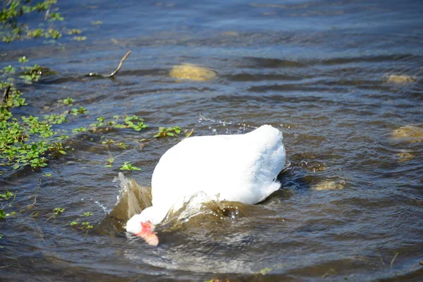 Gansos Ganso Lago Espanha — Fotografia de Stock